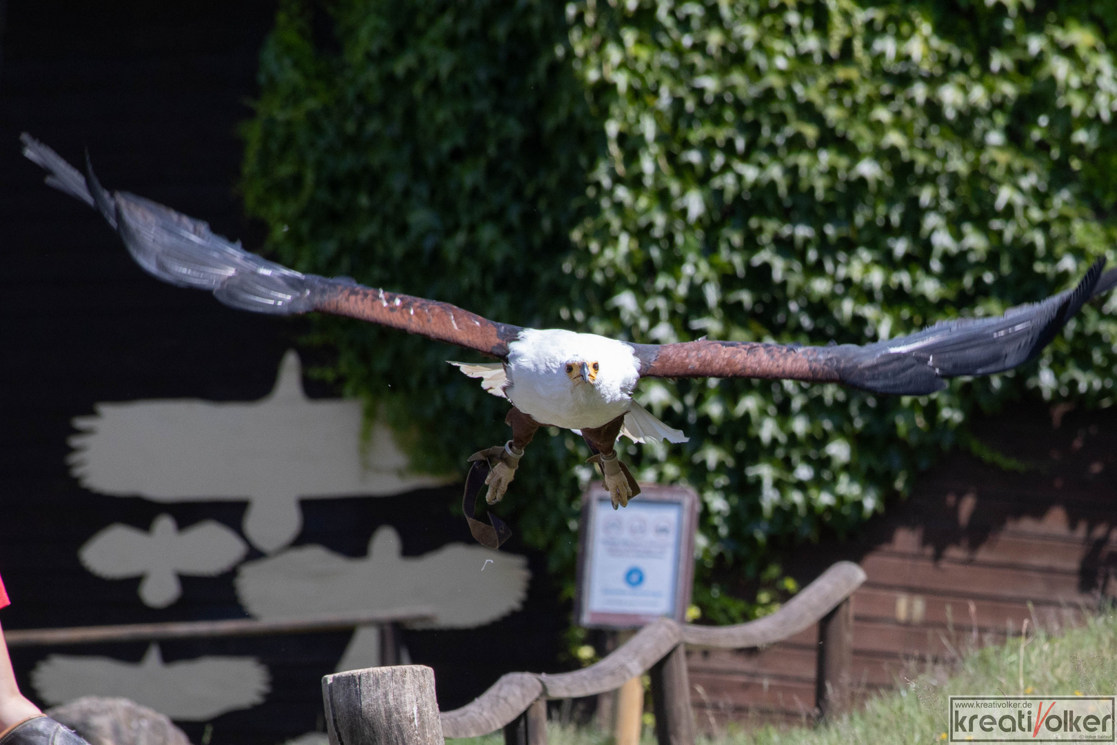 Kommt ein Vogel geflogen