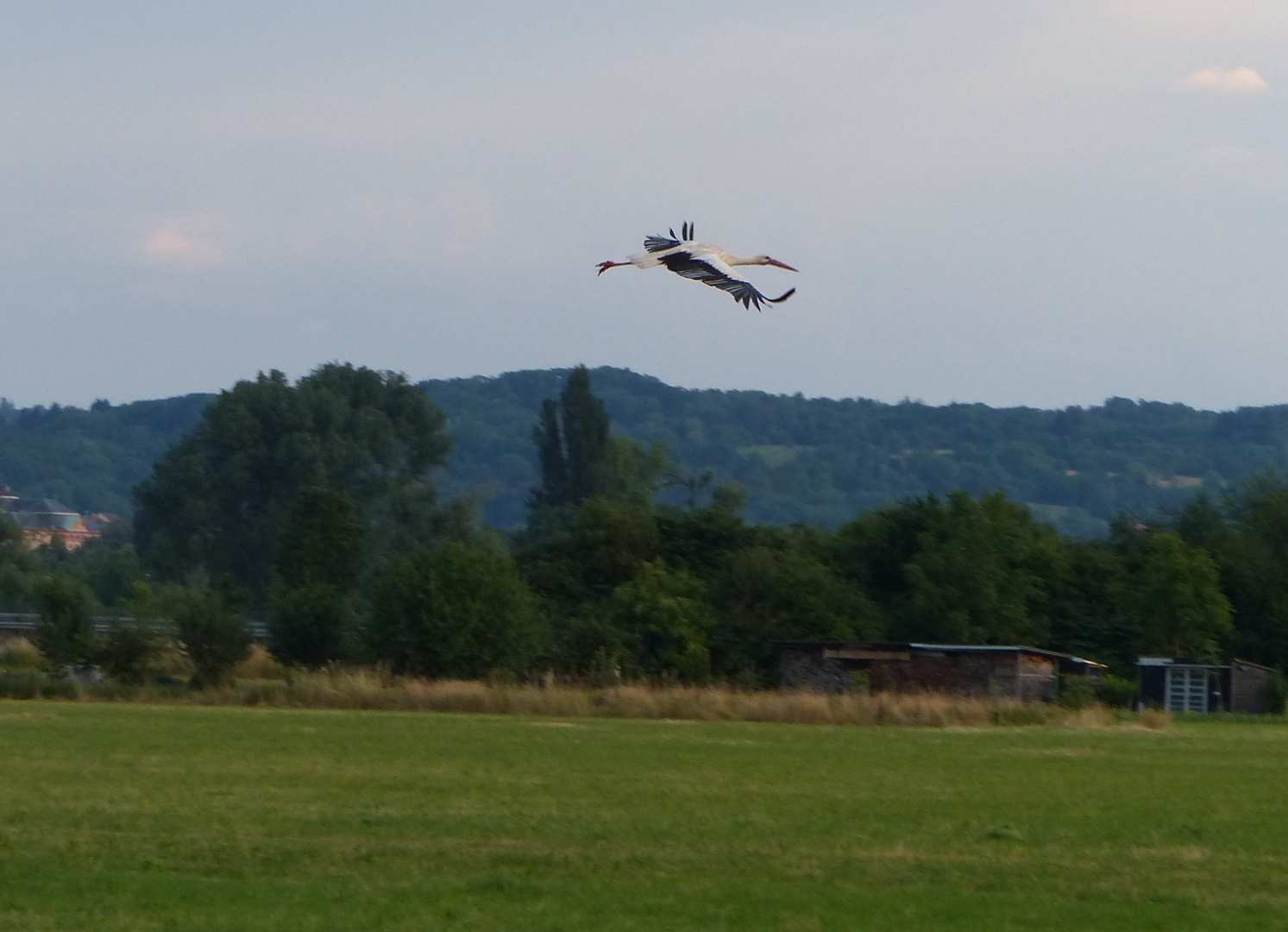 Kommt ein Vogel geflogen........