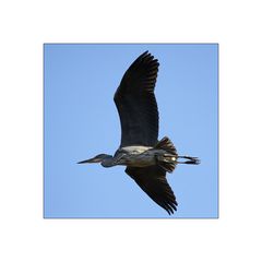 Kommt ein Vogel geflogen