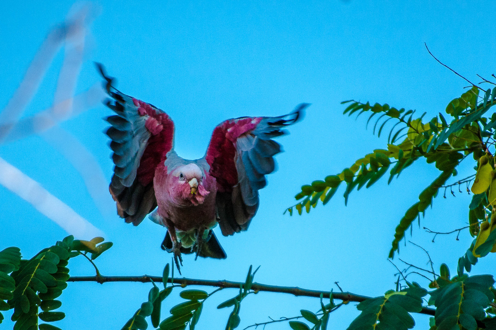 ...kommt ein Vogel geflogen