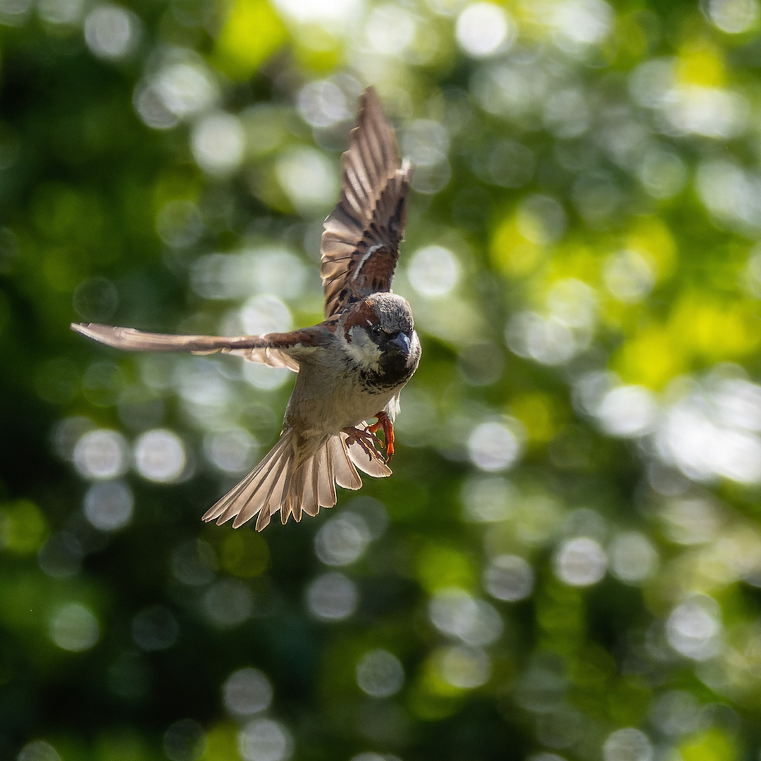 Kommt ein Vogel geflogen ...