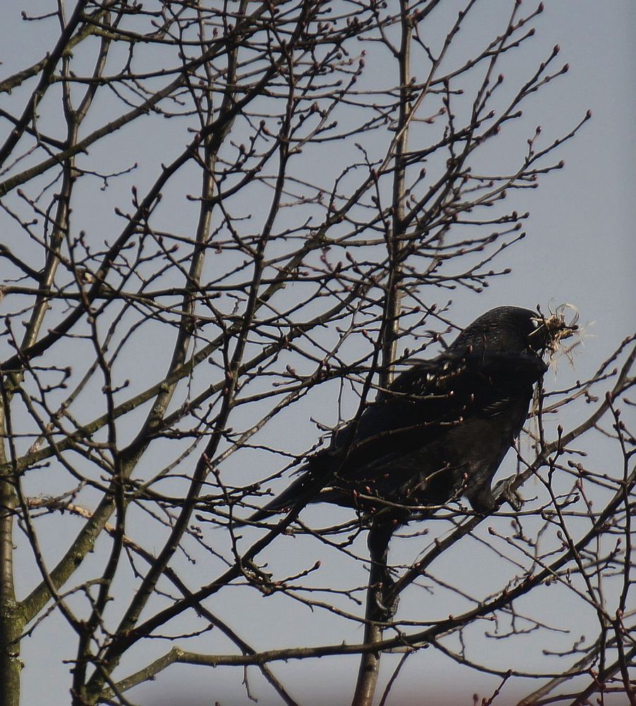 Kommt ein Vogel geflogen.....