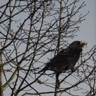 Kommt ein Vogel geflogen.....