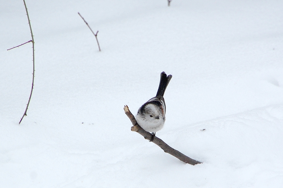 Kommt ein Vogel geflogen...