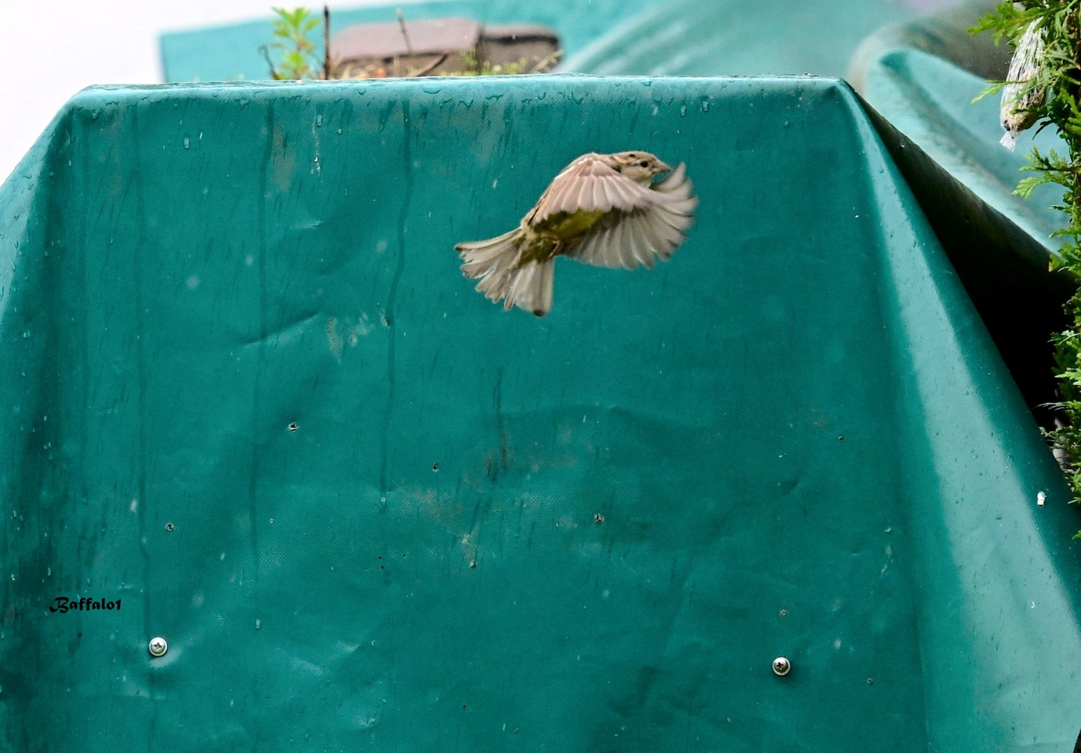 Kommt ein Vogel geflogen...