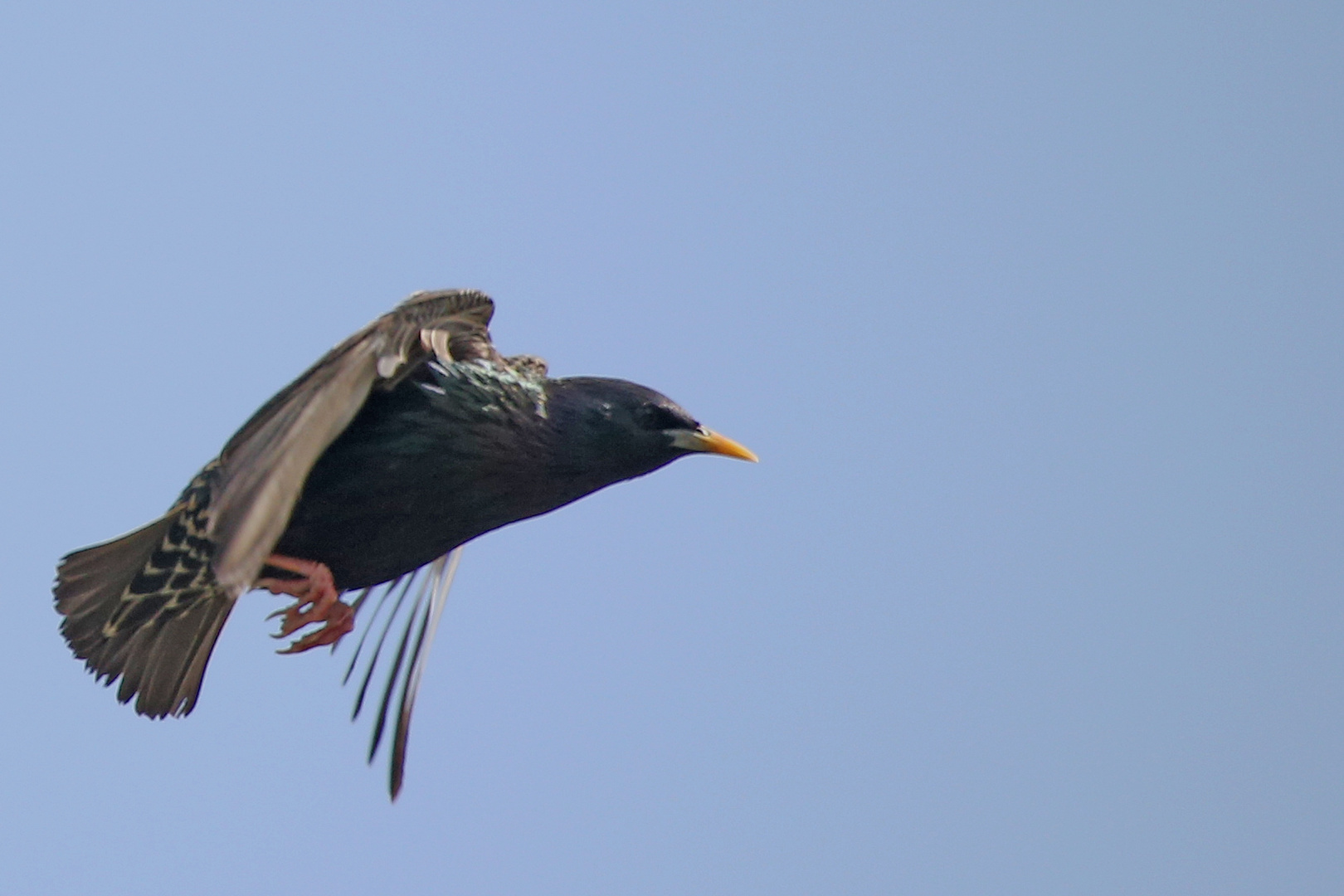 Kommt ein Vogel geflogen .....