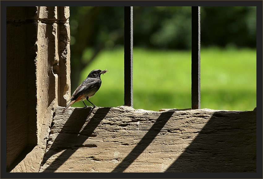 ... kommt ein Vogel geflogen …