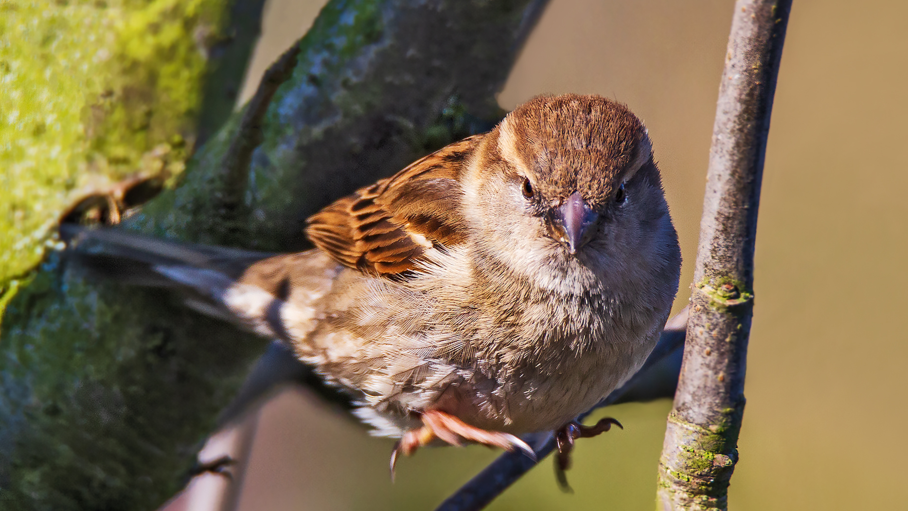 Kommt ein Vogel geflogen....