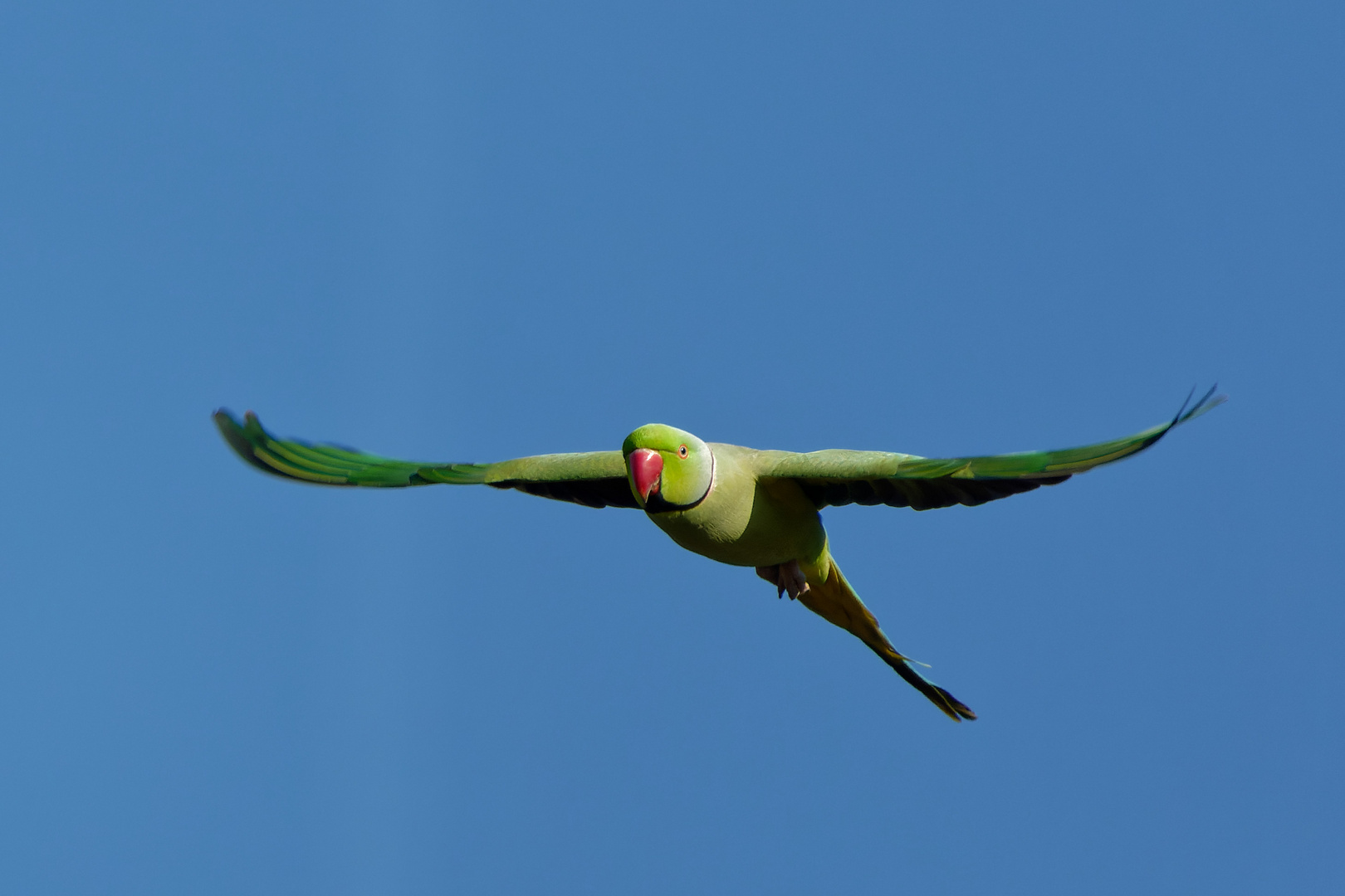 Kommt ein Vogel geflogen …