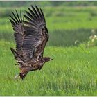 Kommt ein Vogel geflogen.... 