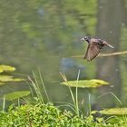  Kommt ein Vogel geflogen