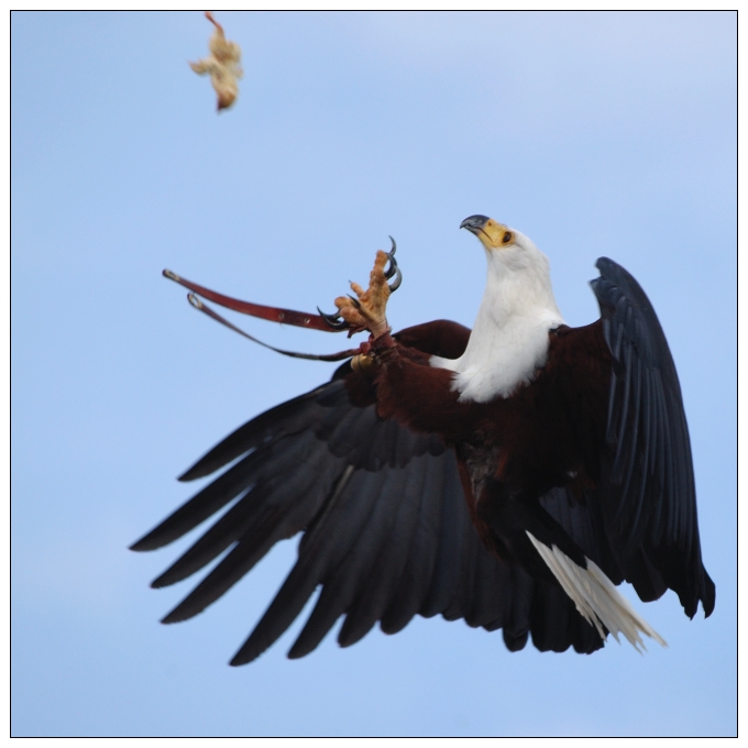 Kommt ein Vogel geflogen