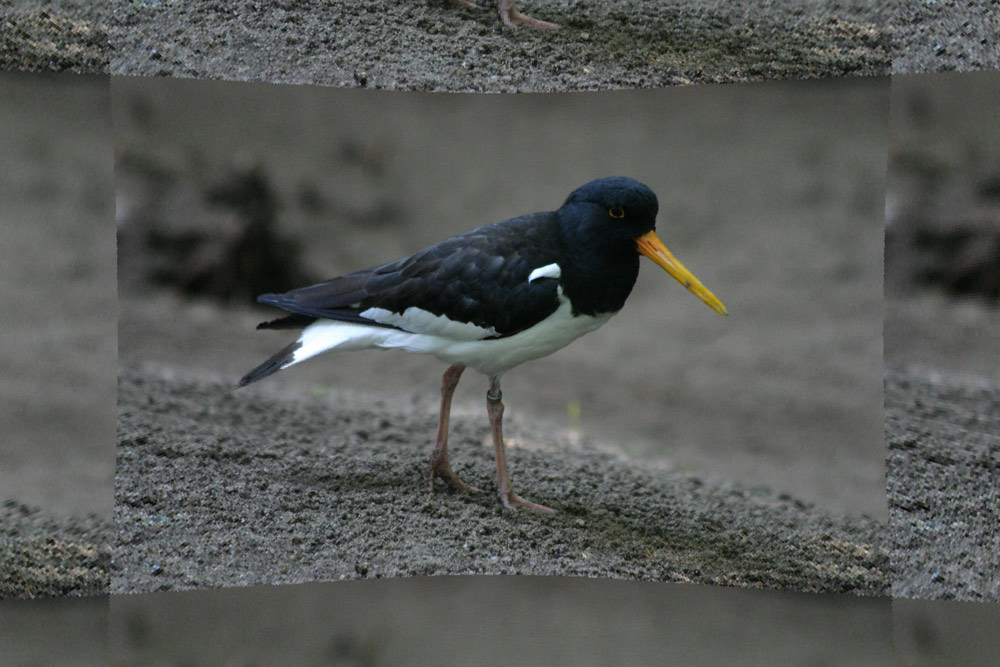 kommt ein Vogel geflogen......