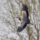 kommt ein Vogel geflogen