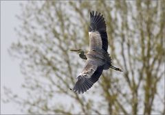 kommt ein Vogel geflogen