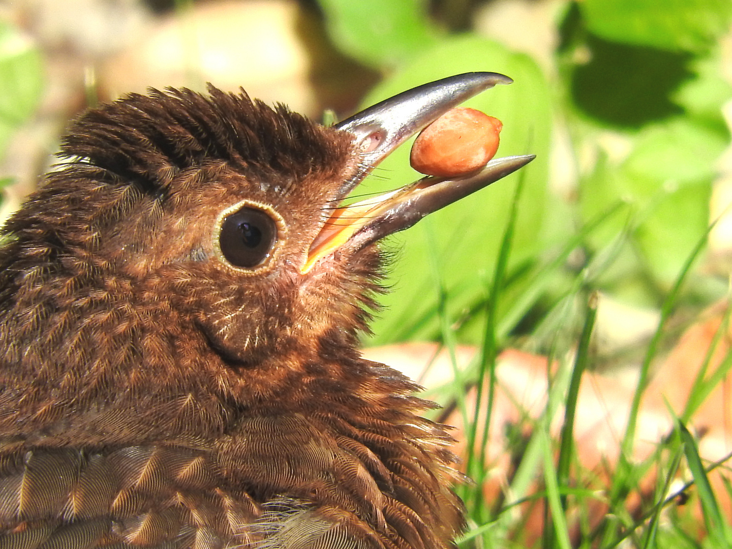 Kommt ein Vogel geflogen .....