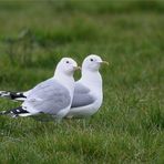 Kommt ein Vogel geflogen...