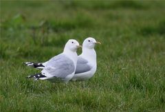 Kommt ein Vogel geflogen...