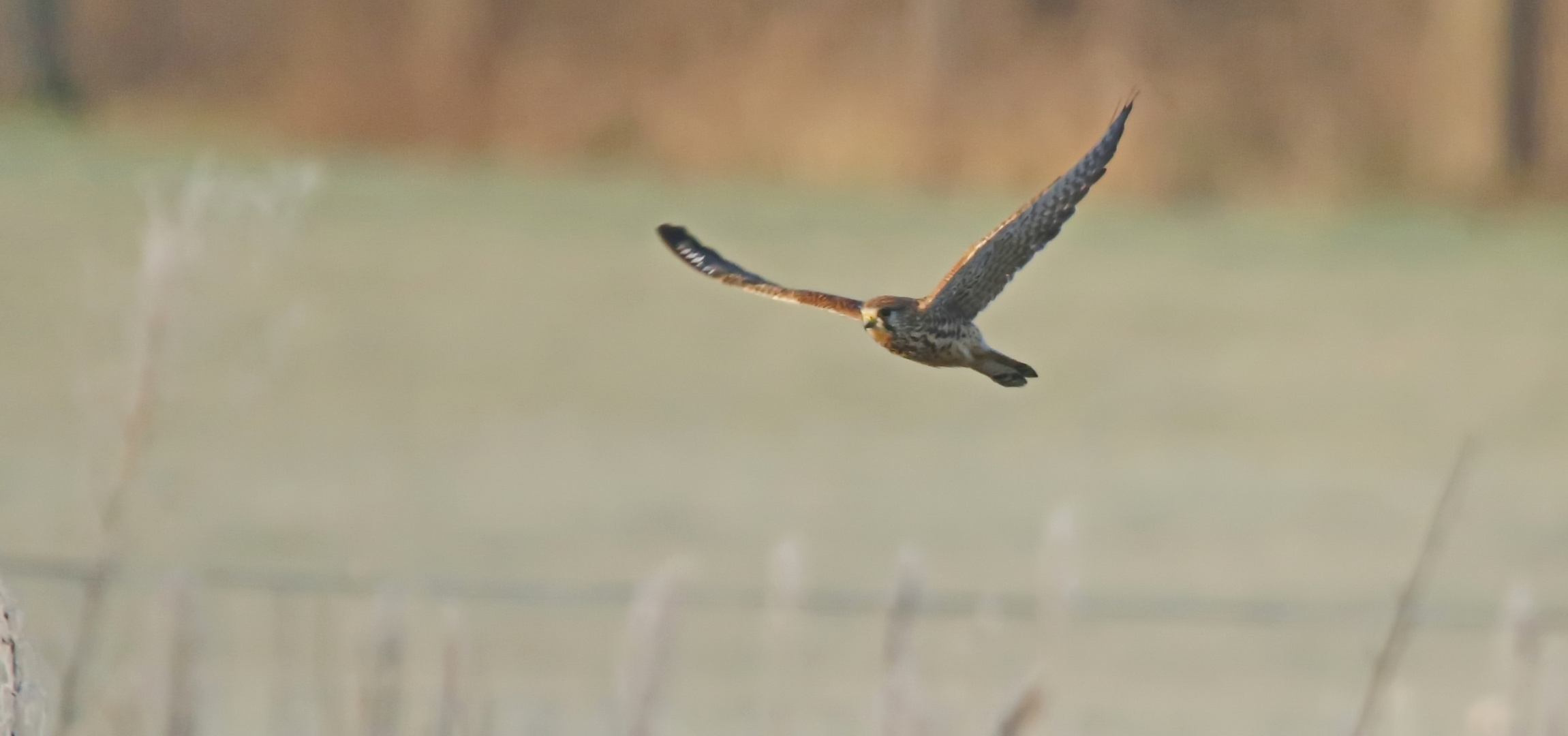 Kommt ein Vogel geflogen Nr.1