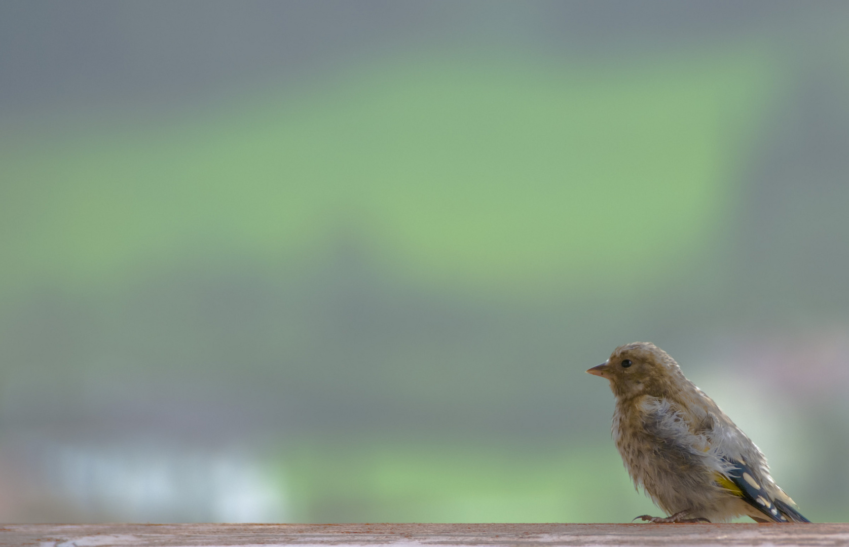 Kommt ein Vogel geflogen, setzt sich nieder auf meinen Balkon....