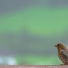 Kommt ein Vogel geflogen, setzt sich nieder auf meinen Balkon....