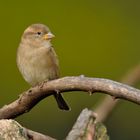 kommt ein Vogel gesessen