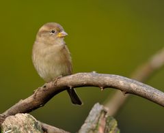 kommt ein Vogel gesessen