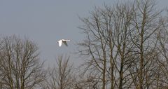 Kommt ein Vogel (Schwan) geflogen