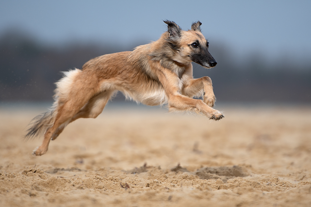 Kommt ein Windhund geflogen