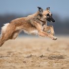 Kommt ein Windhund geflogen