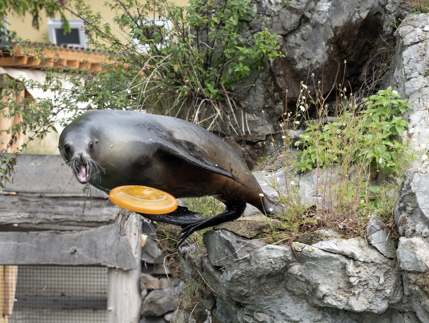 ~ Kommt eine Frisbee geflogen. ~