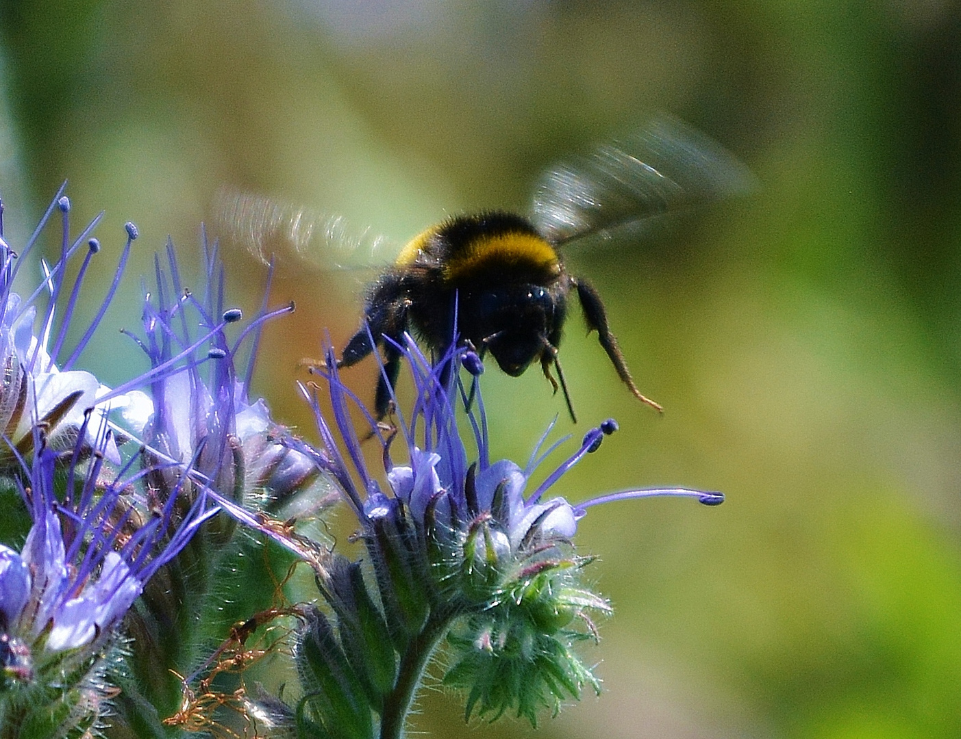 Kommt eine Hummel geflogen