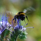 Kommt eine Hummel geflogen