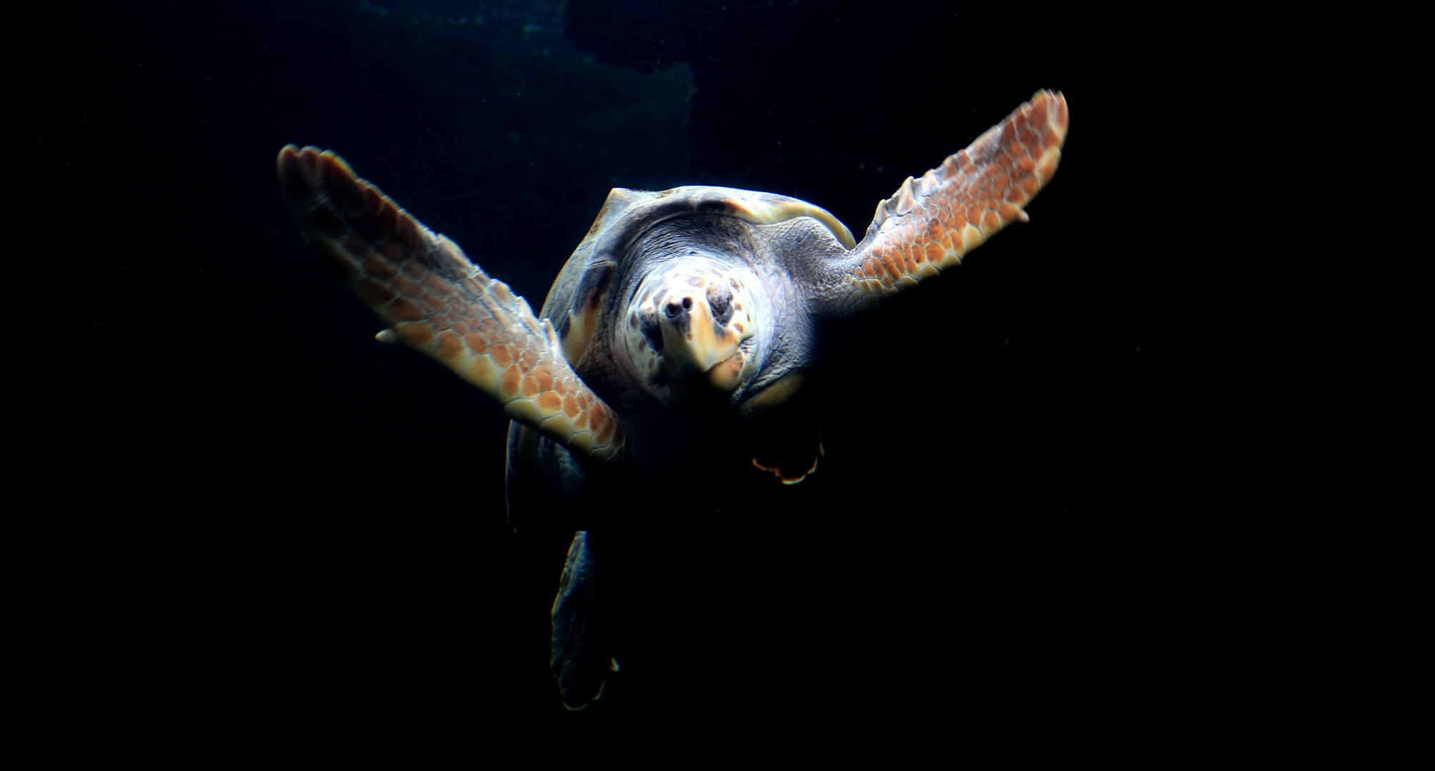 Kommt eine Schildkröte geflogen.....