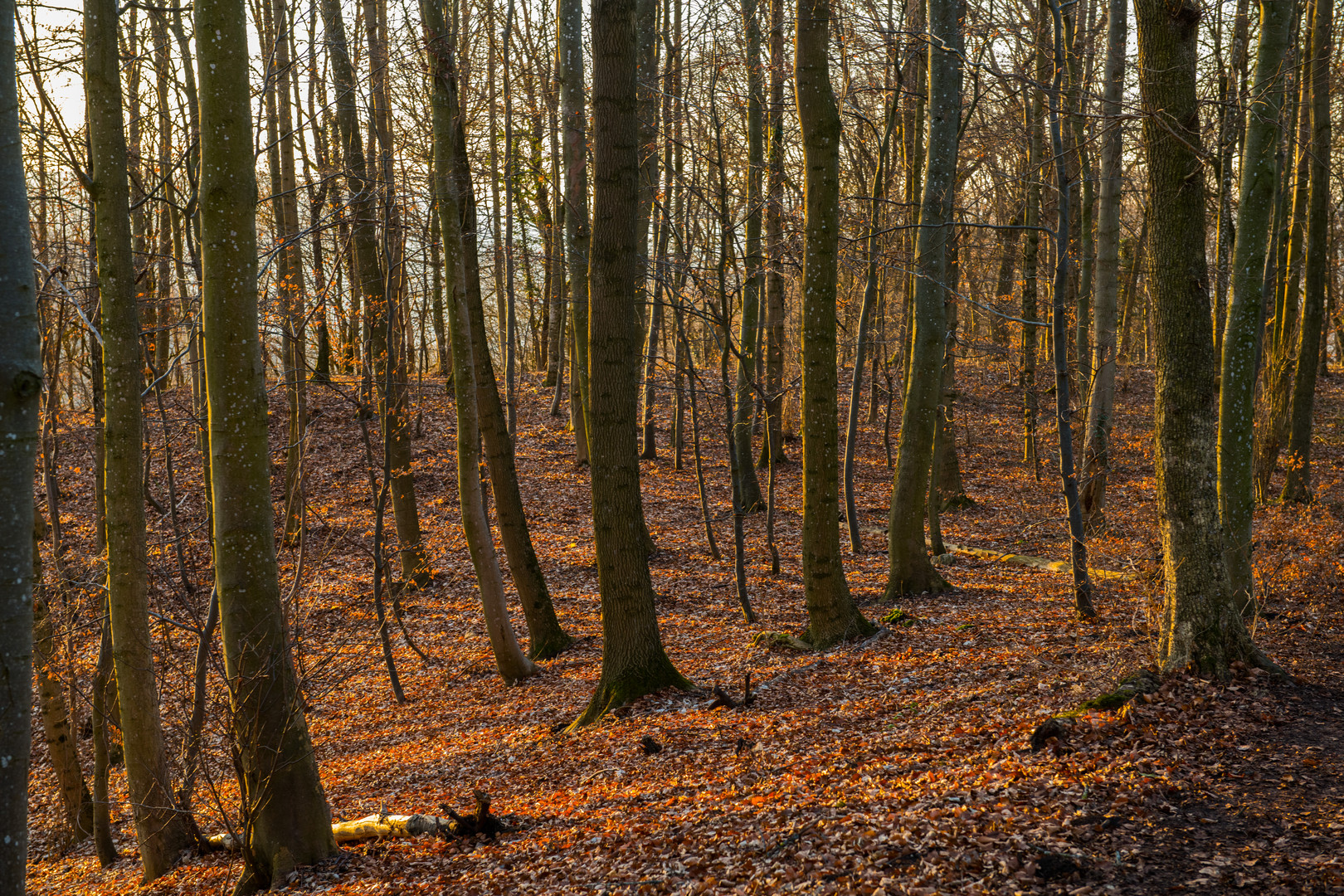 Kommt er bald der Frühling oder ist es noch zu früh