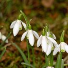 Kommt er nu....? Der Frühling ?