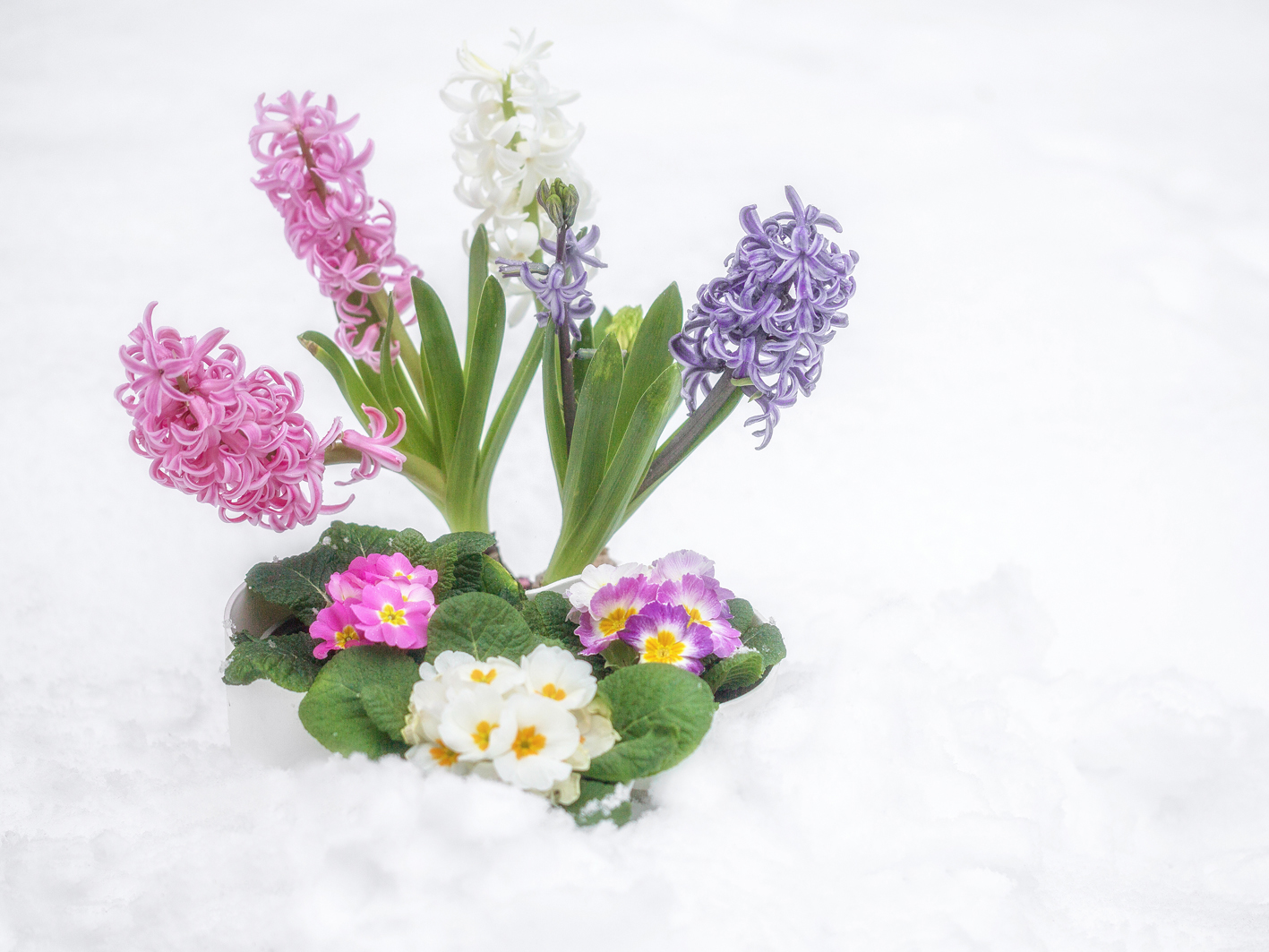 Kommt etwa zaghaft der Frühling???