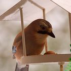 Kommt gerne am Futterhaus