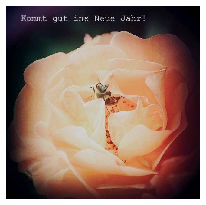kommt gut ins Neue Jahr Foto & Bild spezial, neujahrswünsche, karten