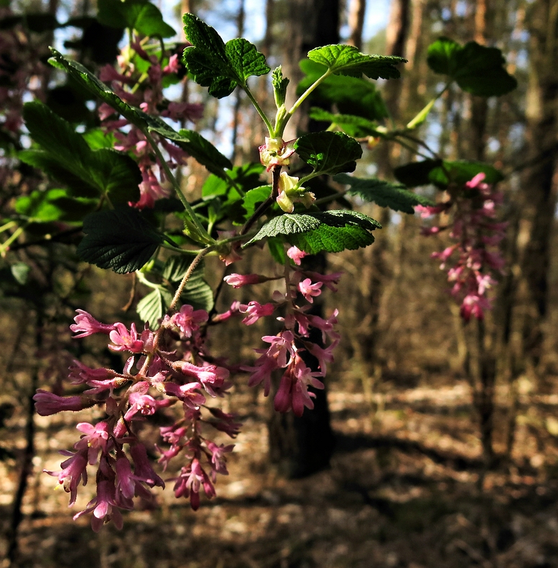 ... kommt heute aus dem Wald