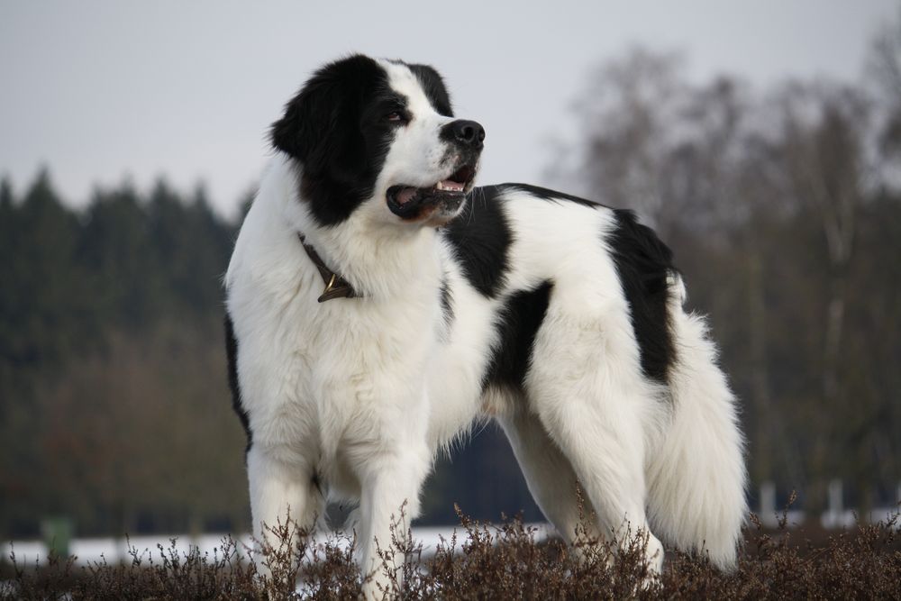 Kommt heute keiner zum Toben?