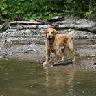 Kommt ihr jetzt - oder soll ich zurück schwimmen ?