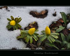 Kommt jetzt der Frühling? (2)