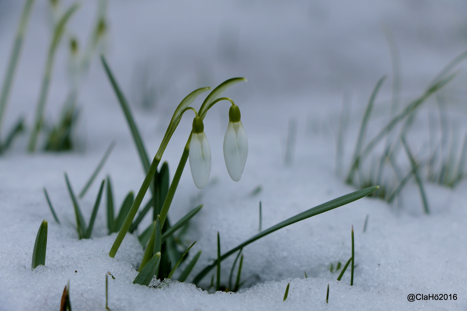 Kommt jetzt der Frühling?