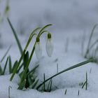 Kommt jetzt der Frühling?