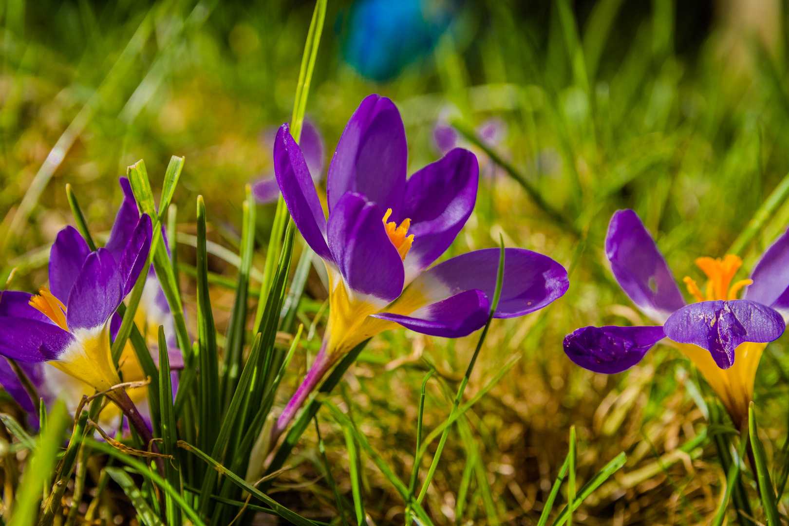 Kommt jetzt der Frühling ? 