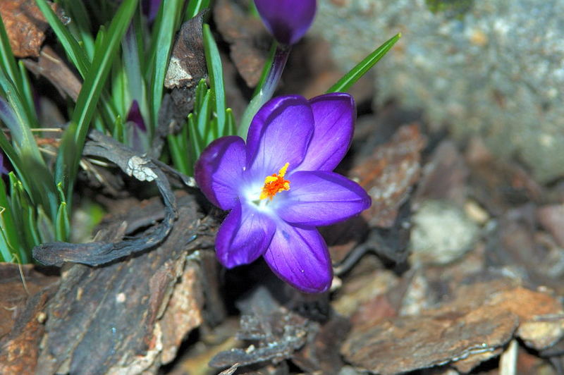 Kommt jetzt der Frühling ?