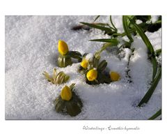 Kommt jetzt der Frühling?