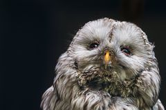 "Kommt jetzt der Frühling?"