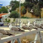 Kommt Jungs, laßt uns abhauen bevor die Vogelgrippe auch hier ist